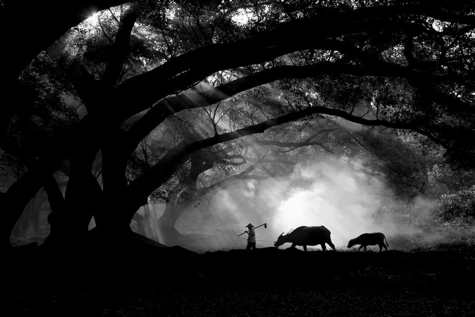 Farmer with his buffalos von JINNY TAN