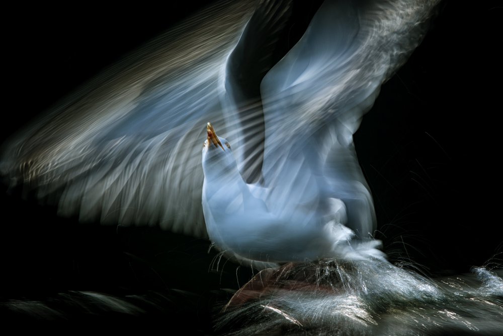 The Seagull von Jiri Hrebicek