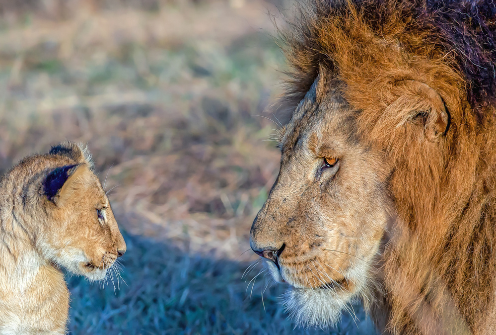 Eye to Eye von Jiti Chadha