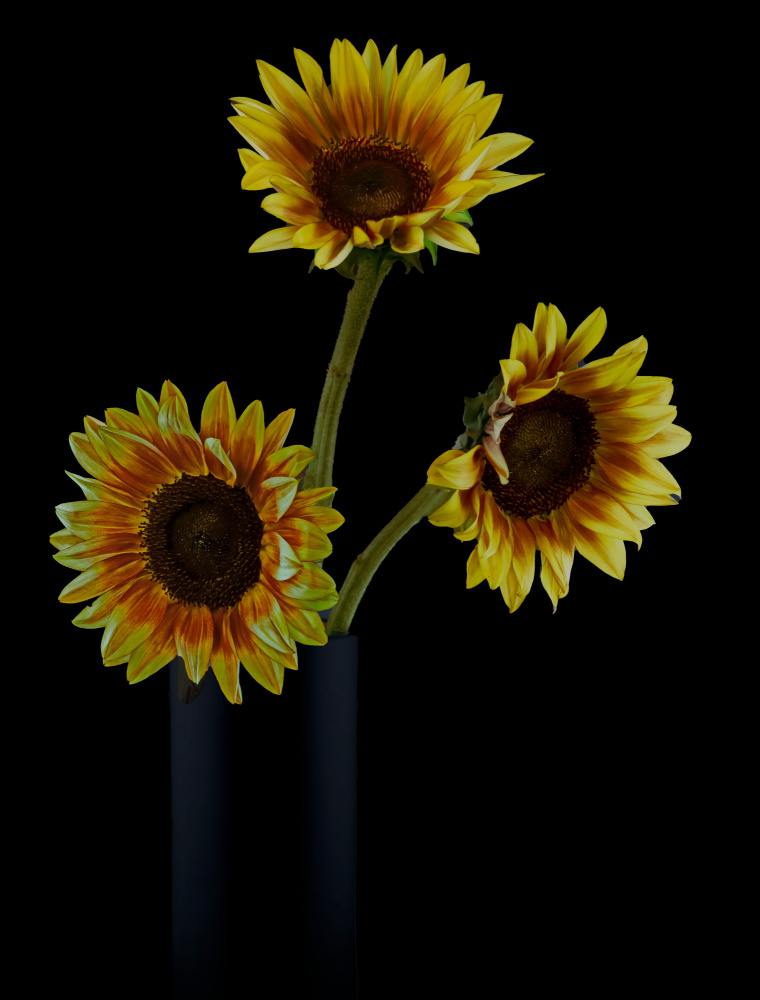 Sunflowers in Shadows von jlloydphoto