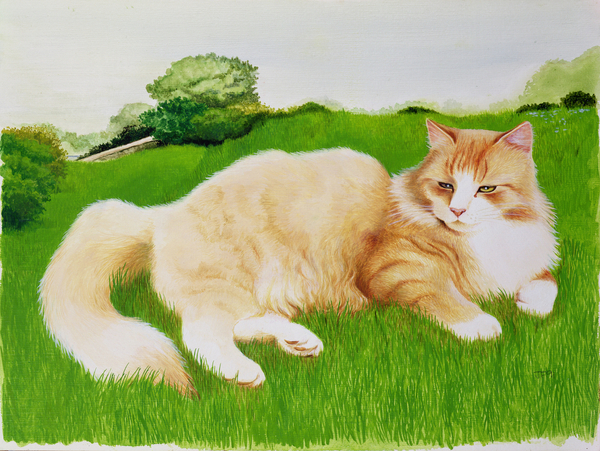 Ginger Cat in Field von Joan Freestone