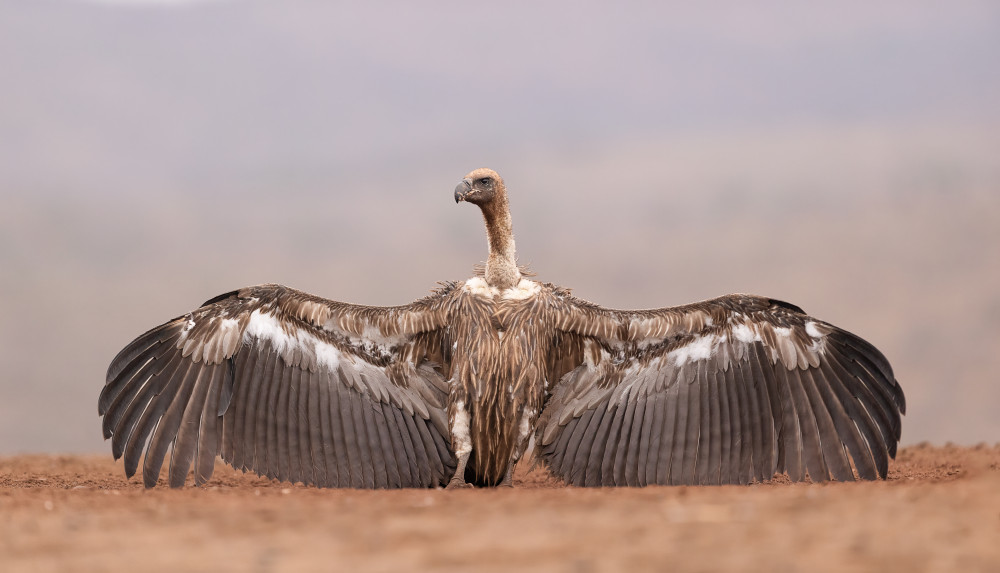 African vulture von Joan Gil Raga