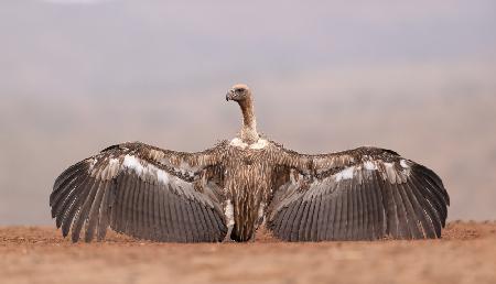 African vulture