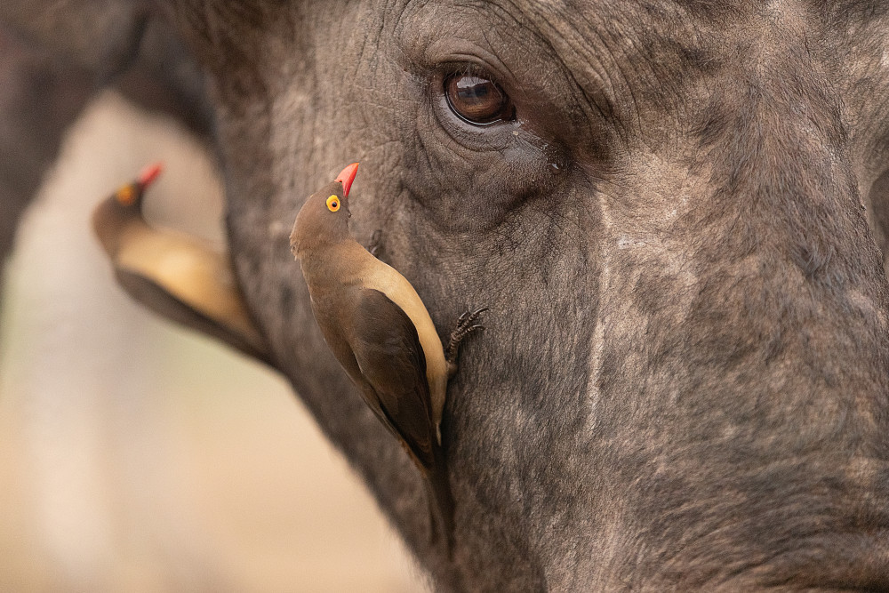 Buphagus and buffalo von Joan Gil Raga