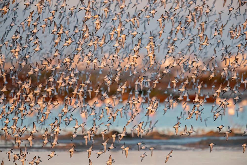 Calidris von Joan Gil Raga