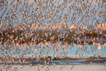 Calidris