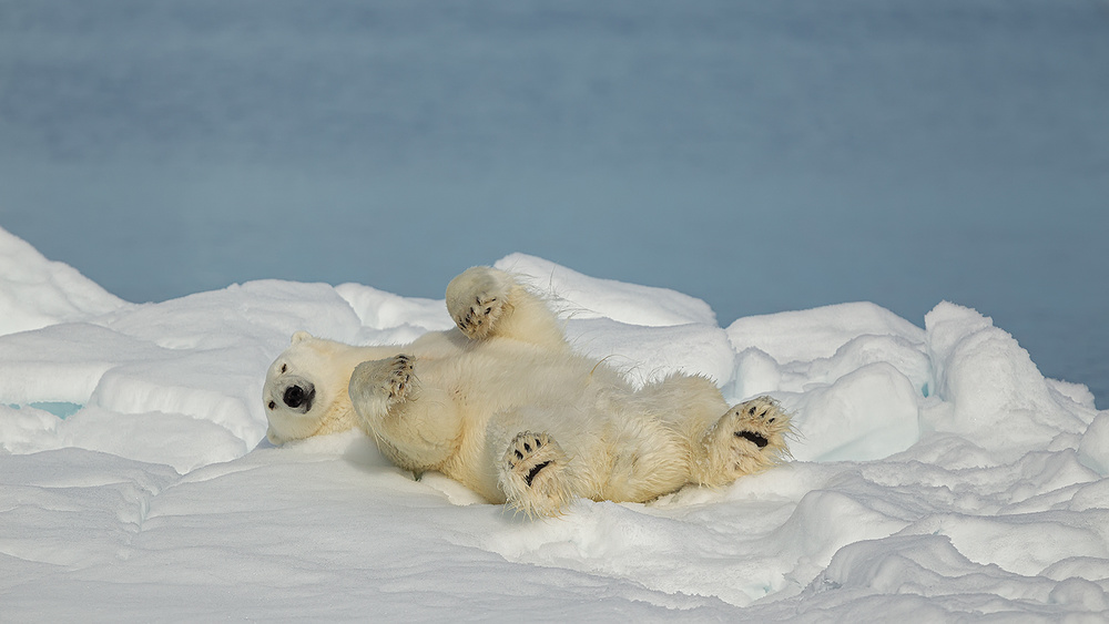 Polar bear in relax von Joan Gil Raga