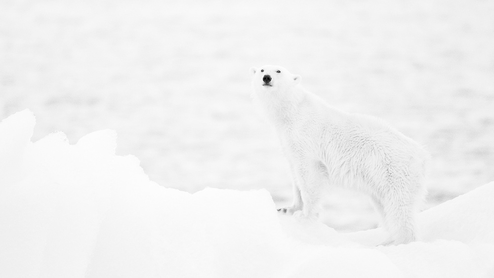 Polar bear in b&amp;w von Joan Gil Raga