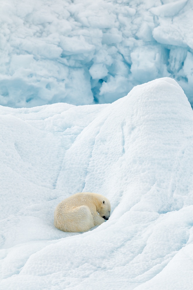 Polar bear sleeping von Joan Gil Raga