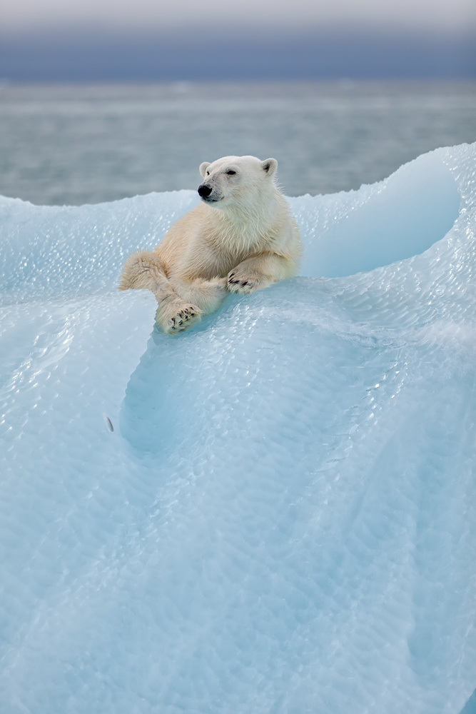 Relaxed polar bear von Joan Gil Raga