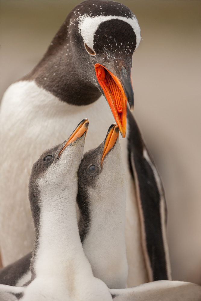 Gentoo penguin juvenile von Joan Gil Raga