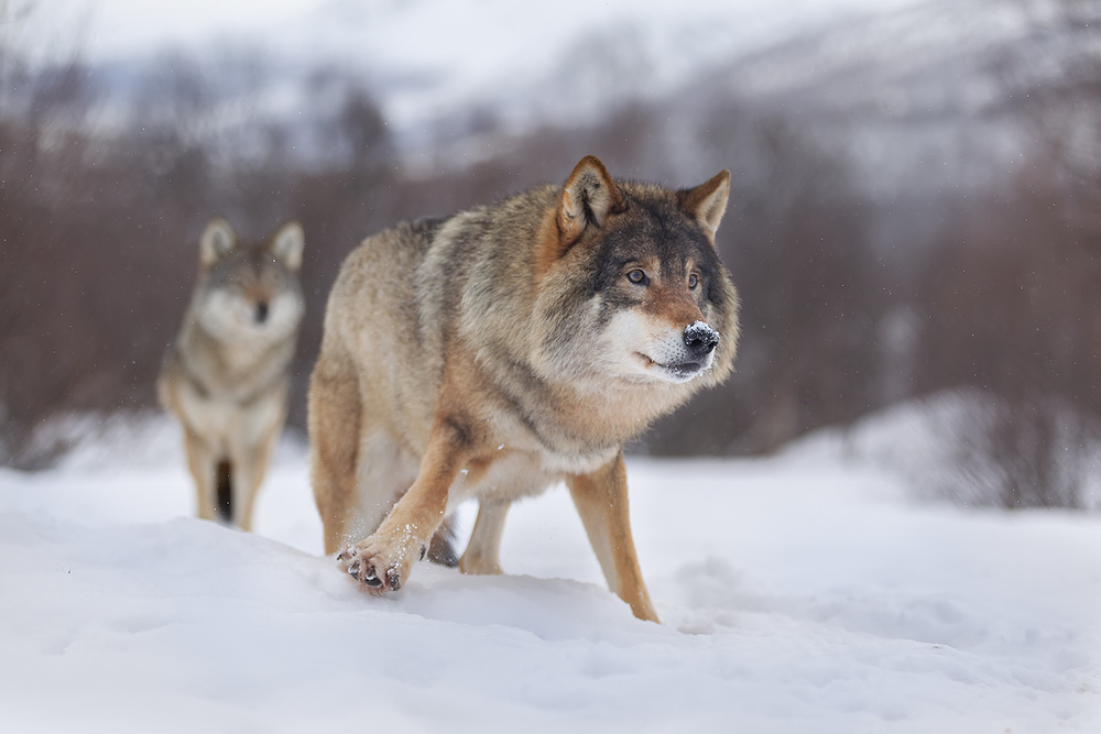 European Gray Wolf von Joan Gil Raga