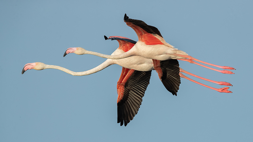 Flamingos in flight von Joan Gil Raga