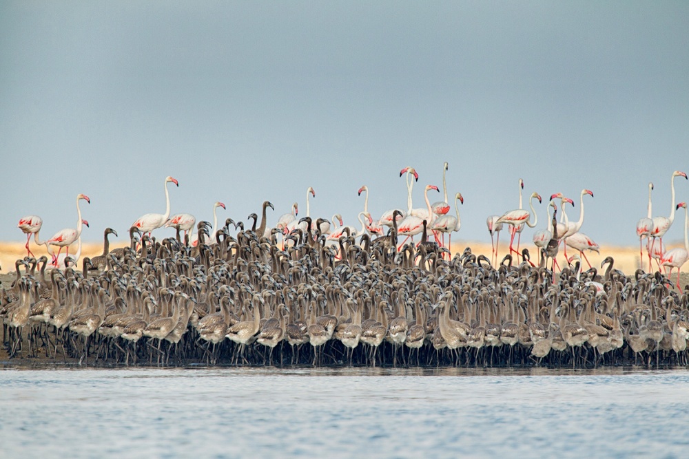 Flamingos nursery von Joan Gil Raga