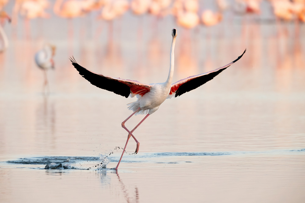 Flamingo dancing von Joan Gil Raga