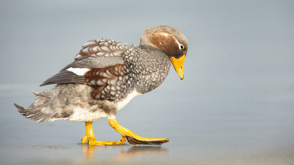 Flying steamer-duck von Joan Gil Raga