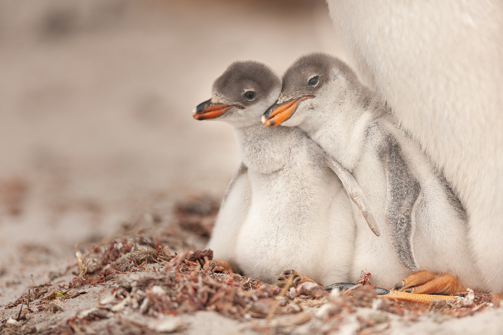 Gentoo young von Joan Gil Raga