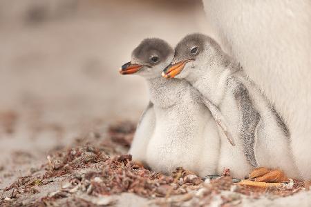 Gentoo young