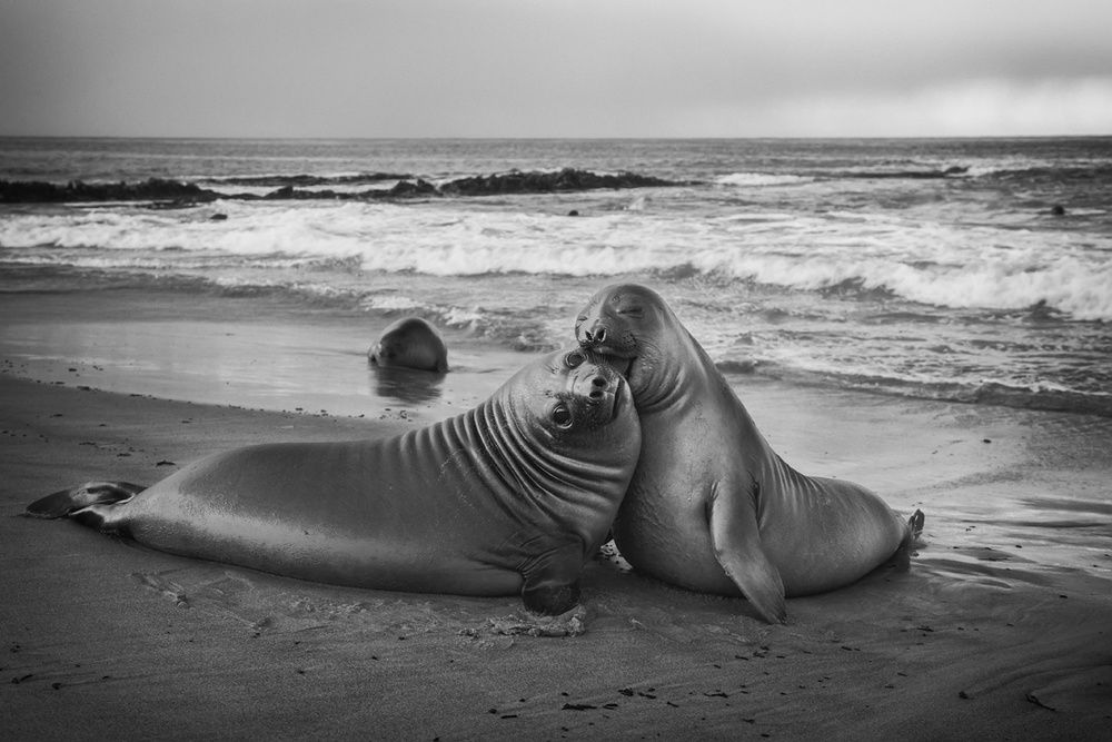 Juvenile elephant seal von Joan Gil Raga