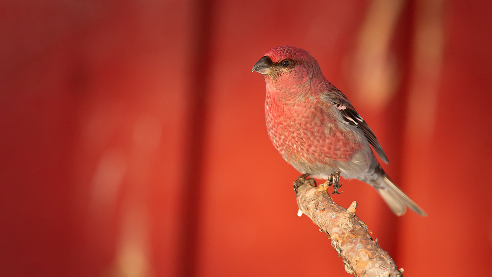 Pine grosbeak von Joan Gil Raga