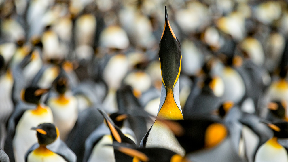 King penguin displaying von Joan Gil Raga