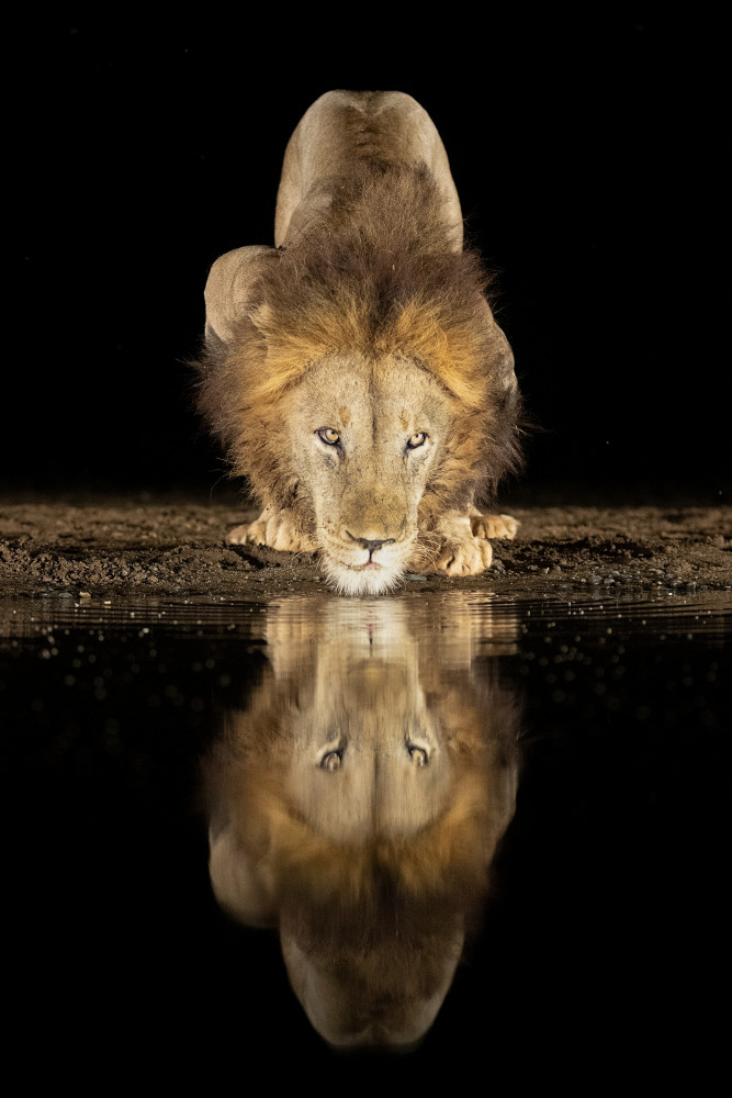 Lion drinking at night von Joan Gil Raga