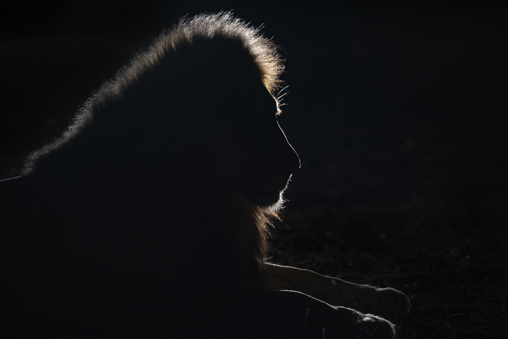 Lion silhouette von Joan Gil Raga