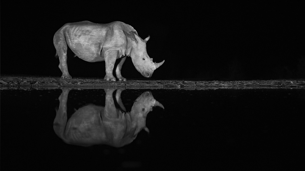 Rhino at night von Joan Gil Raga