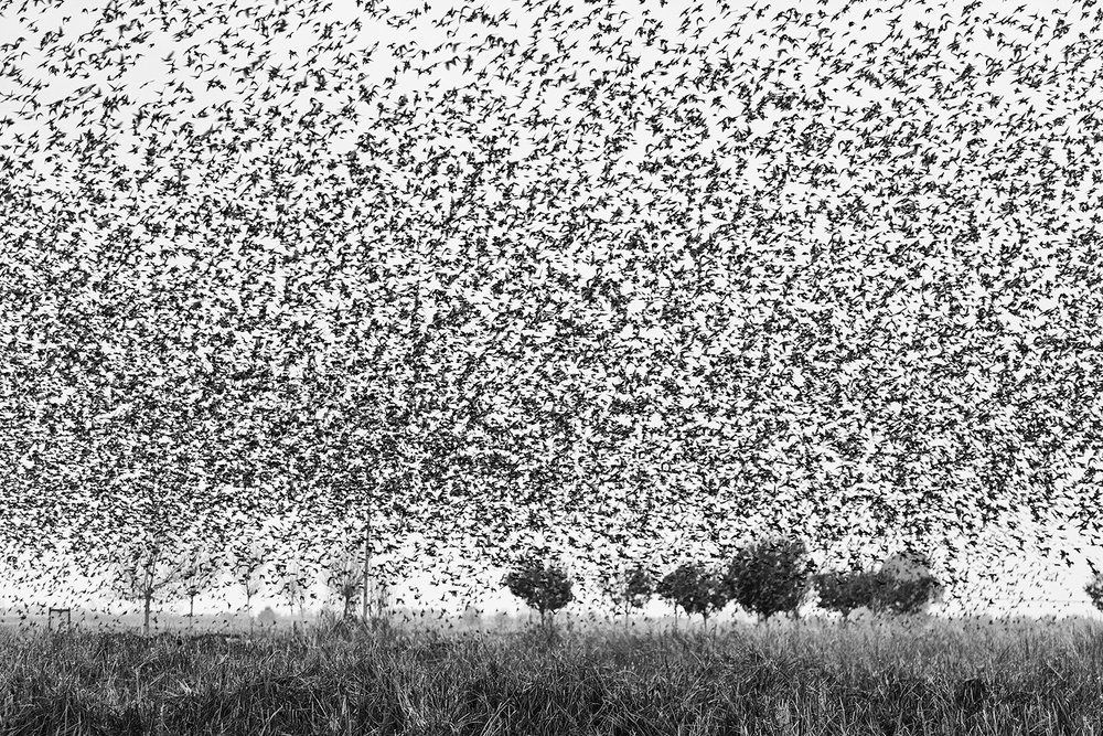 Starlings attack von Joan Gil Raga