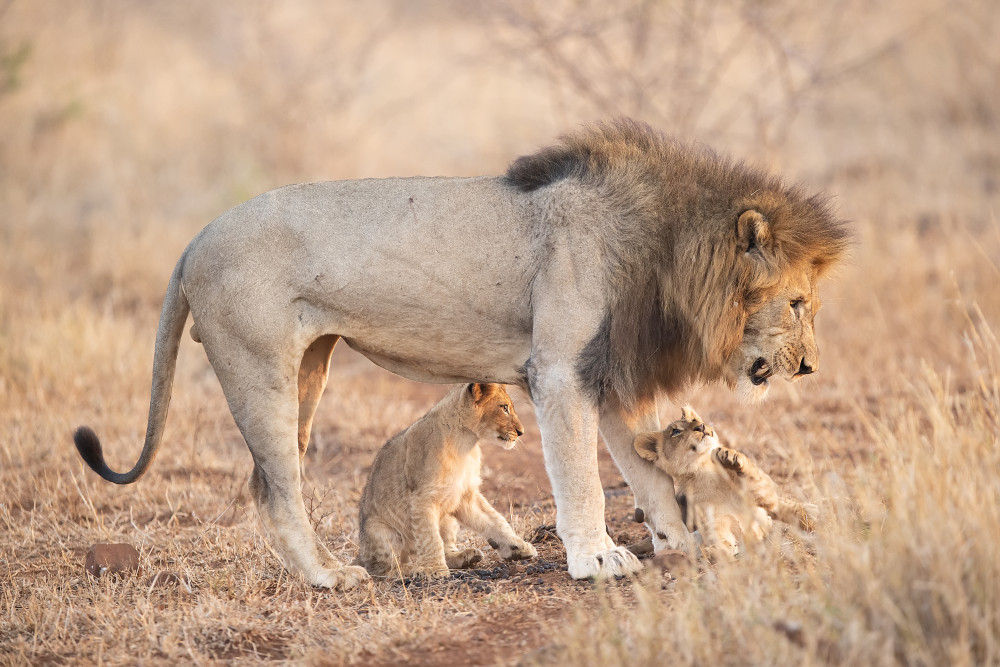 Father and puppies von Joan Gil Raga