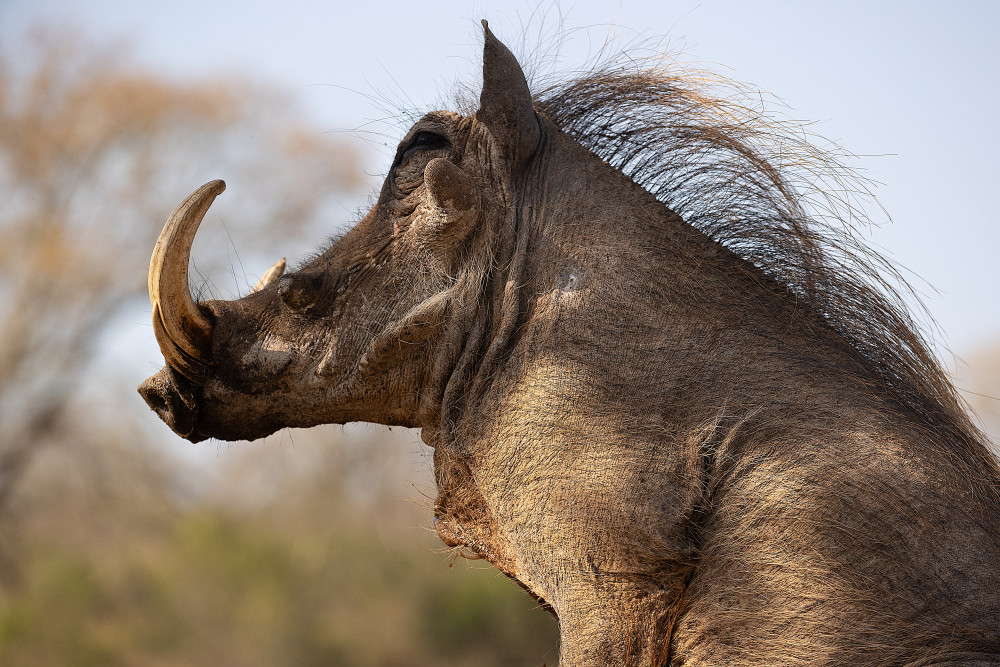 Warthog von Joan Gil Raga