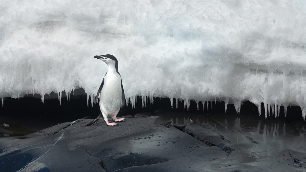 Chinstrap penguin von Joan Gil Raga