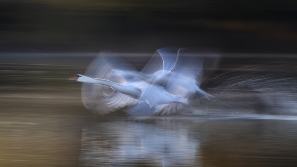 Taking off  in the morning von Joan Zhang