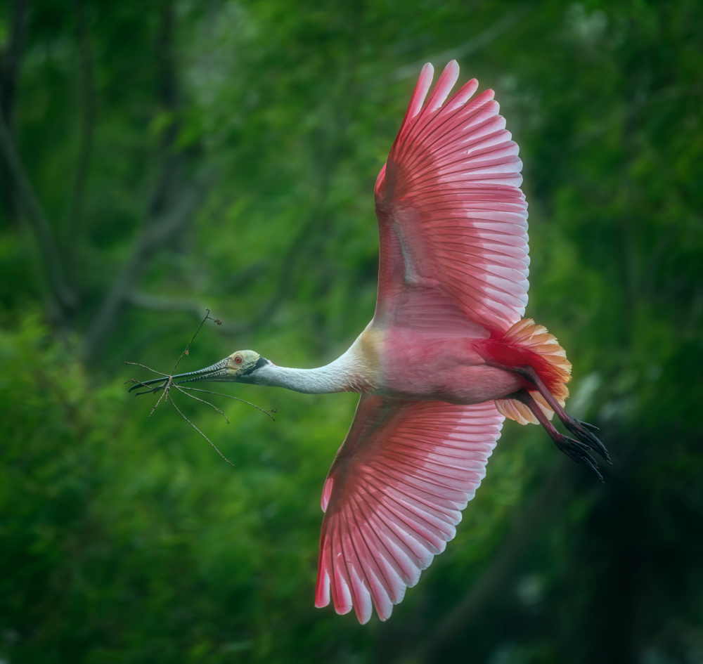 The spoonbill in the spring von Joan Zhang