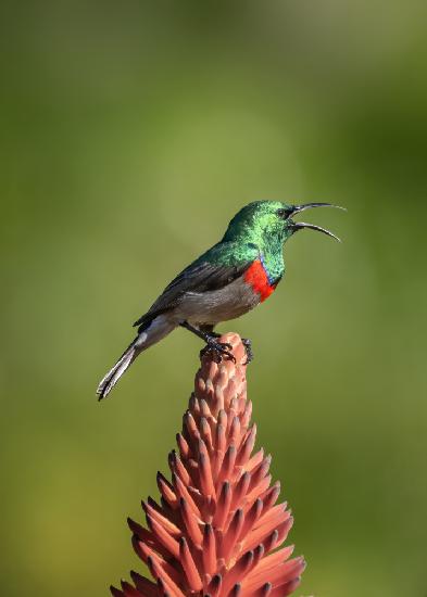 The singing  sunbird