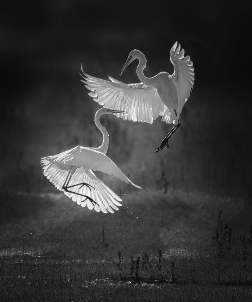 The dance of egrets von Joan Zhang