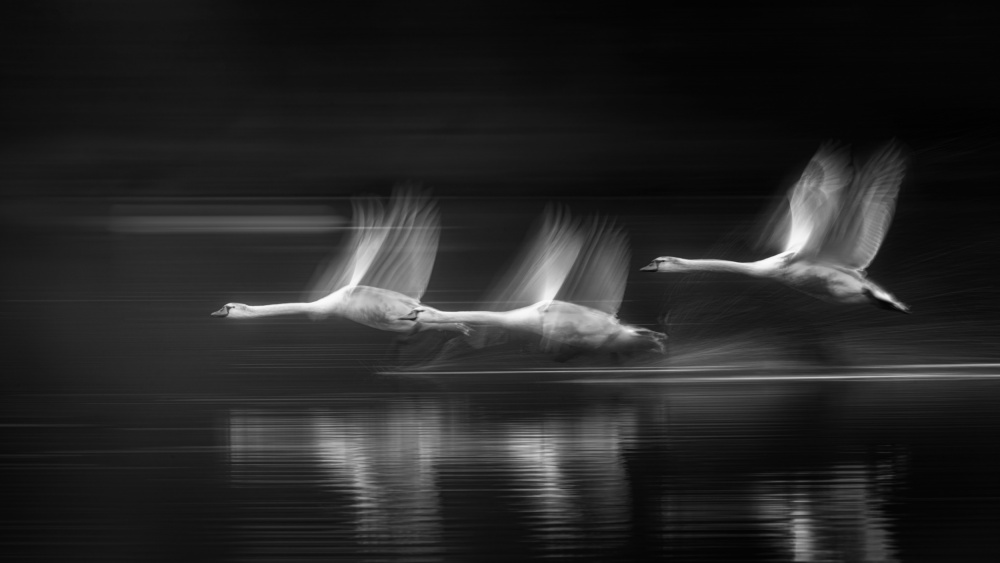 The swans in flight von Joan Zhang