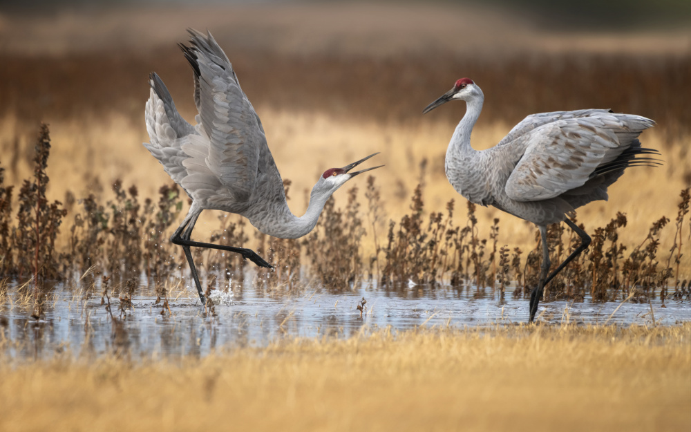 Fight or Dance? von Joan Zhang