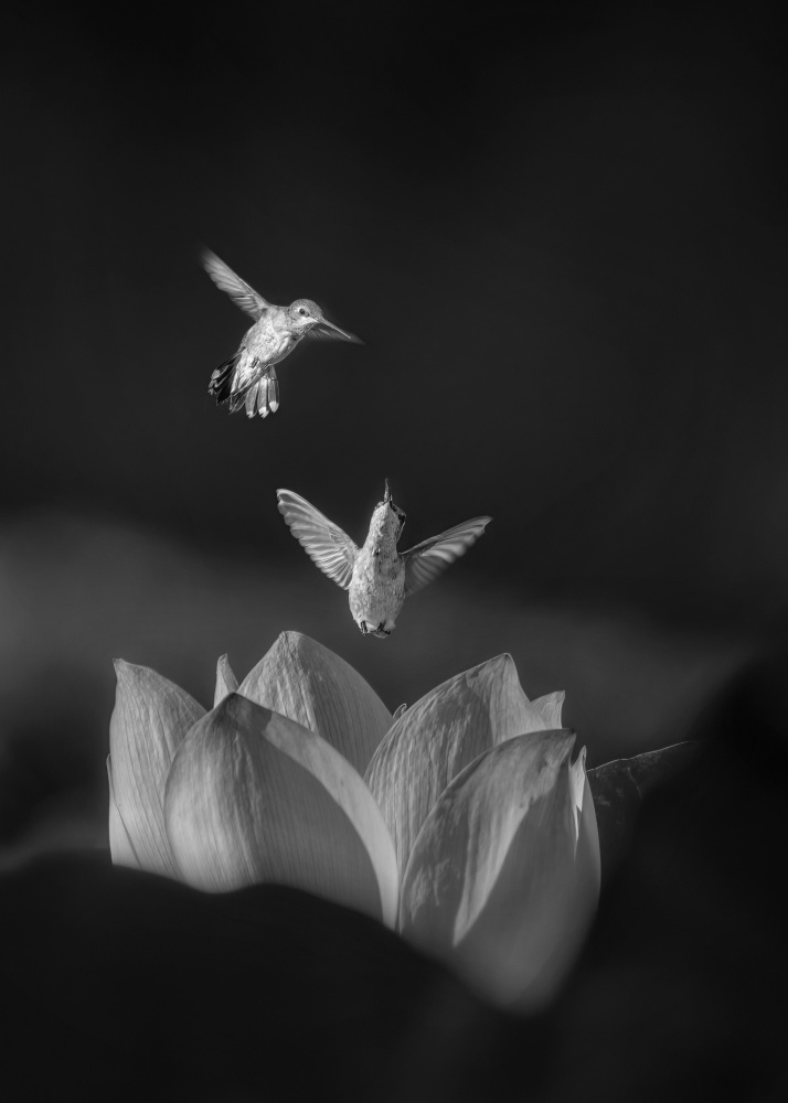 Hummingbirds fight for lotus flower von Joan Zhang