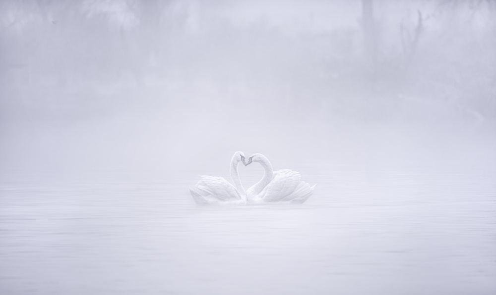 Love in the foggy morning von Joan Zhang