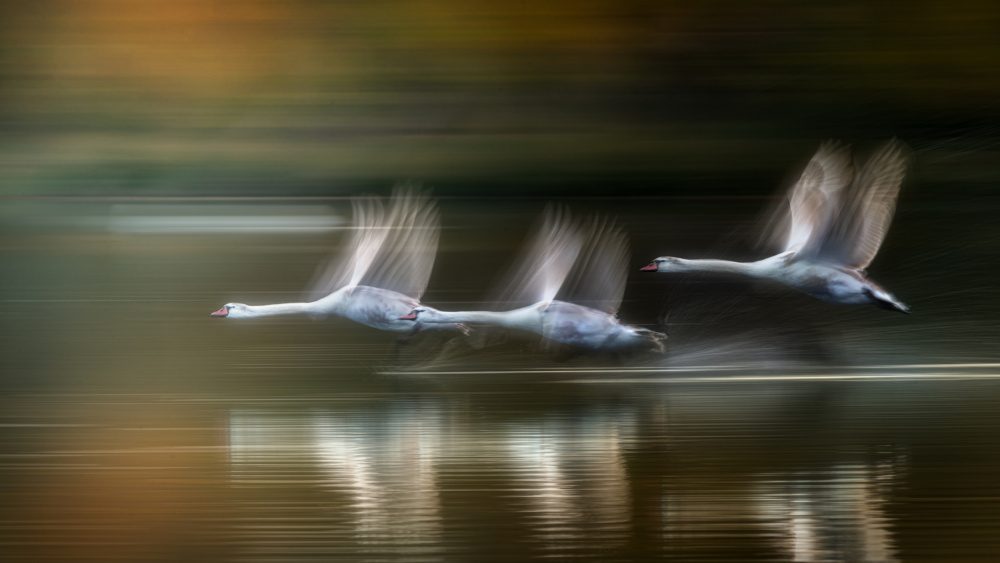 Swans in  flight in Autumn von Joan Zhang