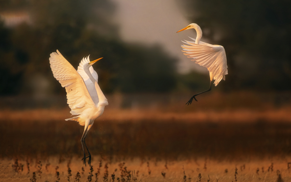 Dancing for love von Joan Zhang