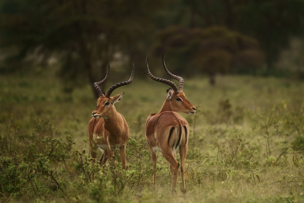 Aepyceros Melampus / Impalas A736457 von joanaduenas