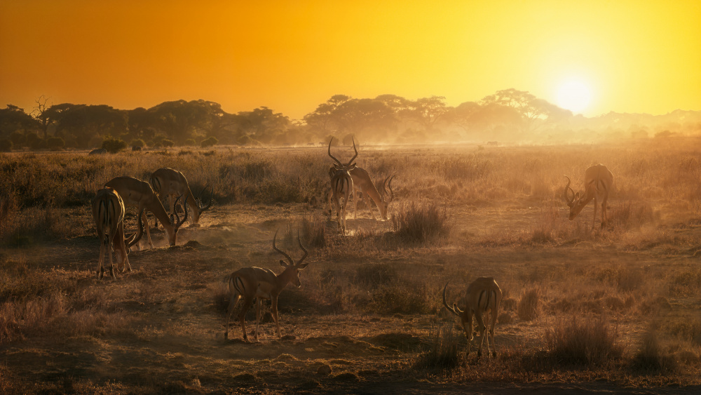 African atmosphere at sunset  A734493 von joanaduenas