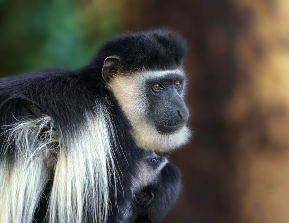 Colobus guereza 7R46907 von joanaduenas