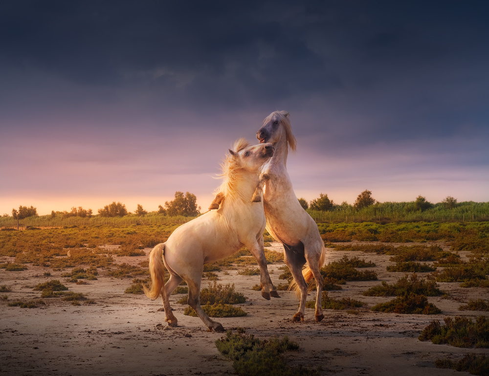 France Camargue horses A731236 von joanaduenas