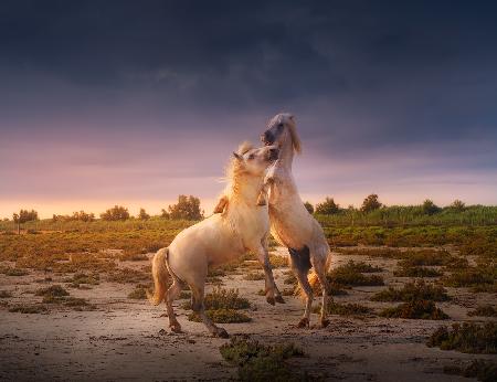 France Camargue horses A731236