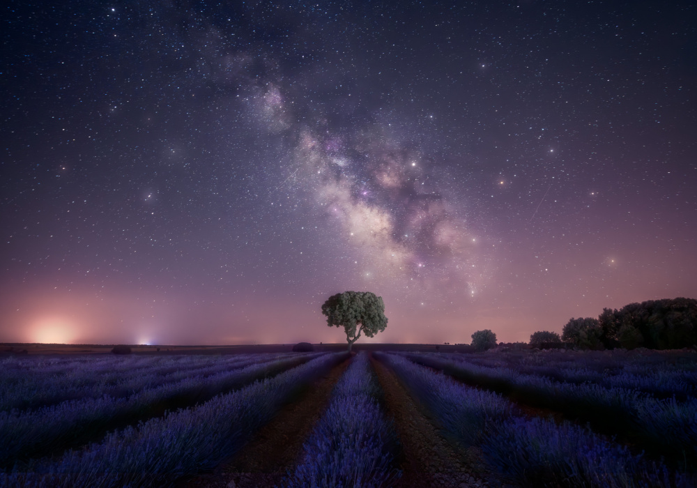 Lavender fields nightshot 2 7R27337 von joanaduenas