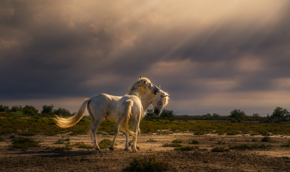 After the storm...light! A732210 von joanaduenas