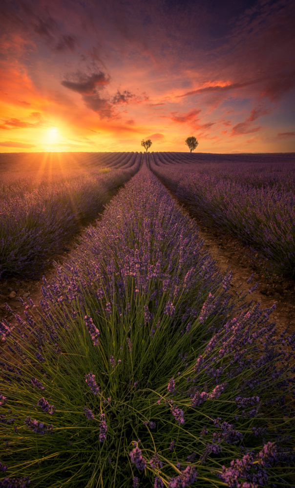 Spectacular sunset in Valensole lavender fields A738700 von joanaduenas